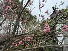 -香雪海
