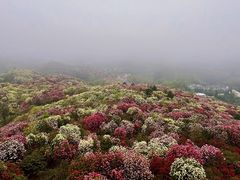 -贵州百里杜鹃风景名胜区