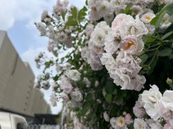 -Oasis Beauty水磨坊科技美肤中心