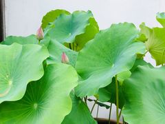 -几荷·恰似故人来(秀水广场店)