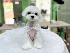 -鑫艺宠物美容培训学校