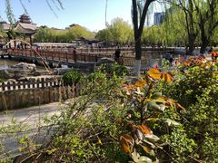 -莲花池公园