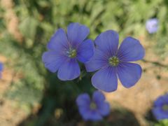 -永定河休闲森林公园