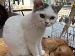 -猫咪派对(江南西店)