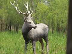 -溱湖国家湿地公园