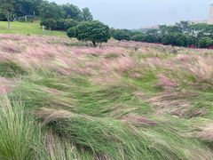 -红花山公园