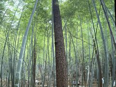 -敬亭山风景名胜区