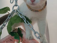 -绒爪撸猫下午茶·猫咖