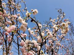 -天适樱花悠乐园