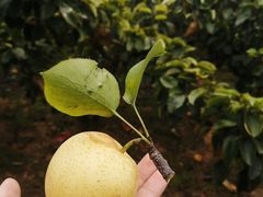 -大连北马山庄