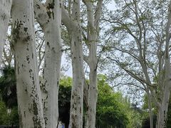 -武汉大学-樱园