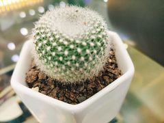 -八婆婆烧仙草(中山路店)