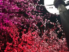 -成都蒲江花样年福朋喜来登度假酒店·宜客乐西餐厅