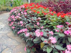 -中国科学院西双版纳热带植物园