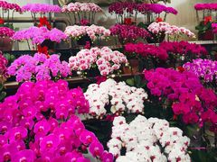 -秦美花卉(天朗·莱茵小城2期店)