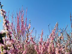-河北省园博园
