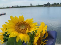 -杭州湾海上花田景区