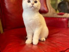 -猫大福·Fortune Cat猫舍(百子湾店)
