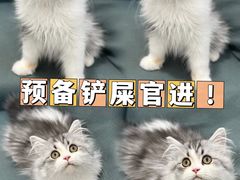 -lincat·猫舍(广州店)