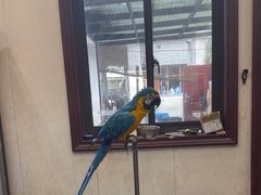 -观桥阁(锦溪店)