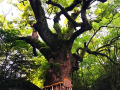 -热田神宫