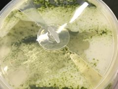 -喜茶(上海打浦桥日月光gelato lab+店)