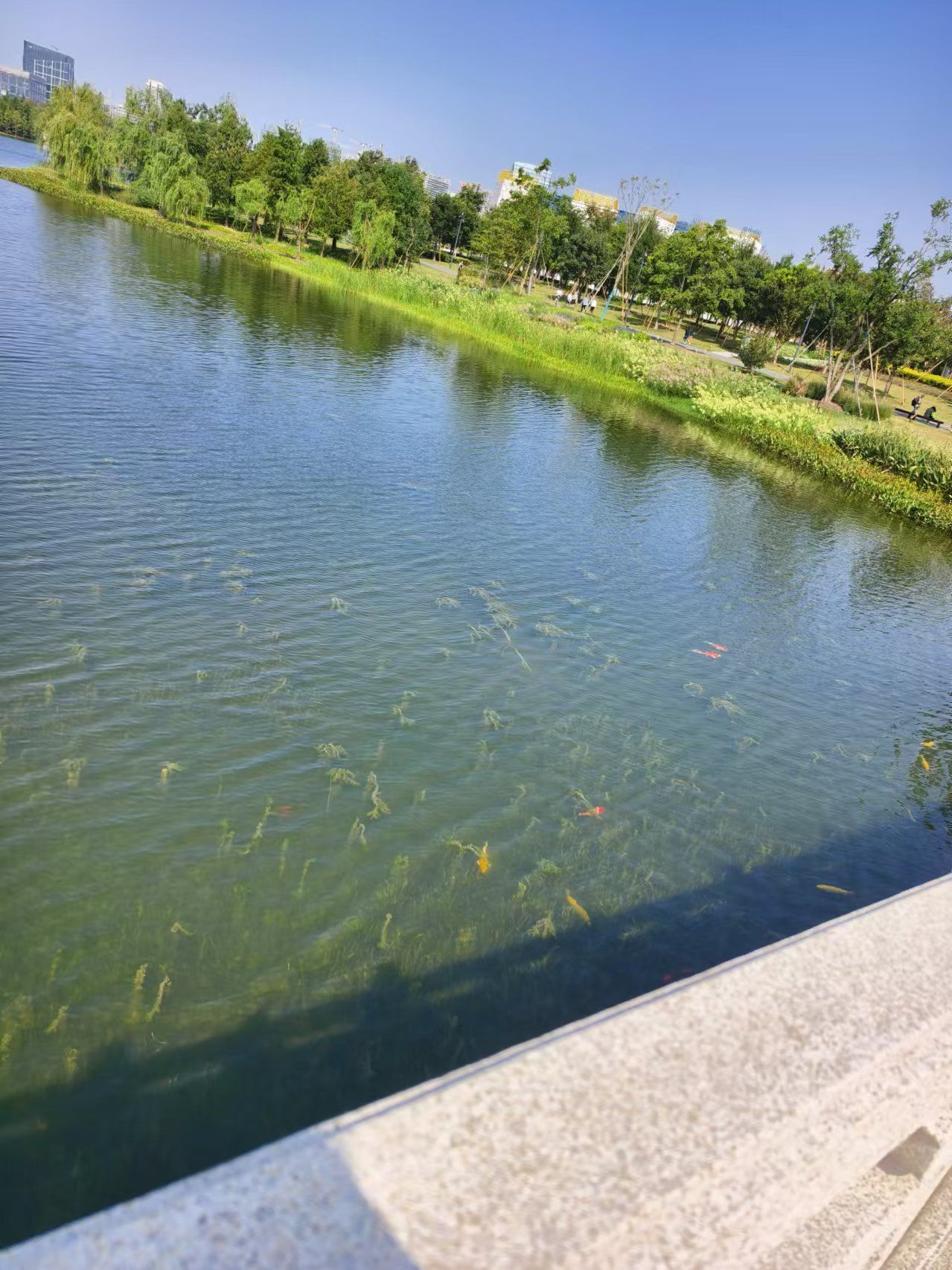 清澈水面里的悠闲时光