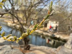 -国家植物园