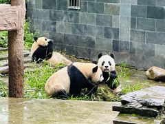 -中国大熊猫保护研究中心雅安碧峰峡基地