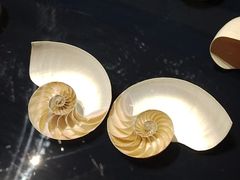 -青岛贝壳博物馆