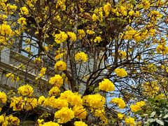 -四川大学(华西校区)