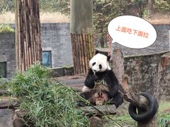 -都江堰中华大熊猫苑