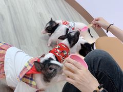 -猪盟咖啡店(玖洲道店)