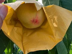 -老袁家蜜桃农场·阳山水蜜桃