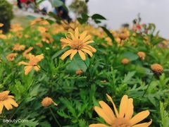-空港花田景区