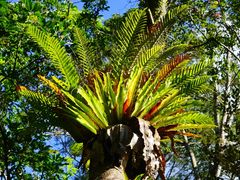-海南热带雨林国家公园吊罗山景区