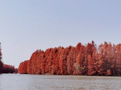 -上海海湾国家森林公园