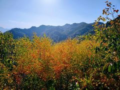 -大岭沟猕猴桃谷风景区