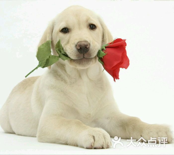 金象蛋糕(御景店)图片 - 第13张