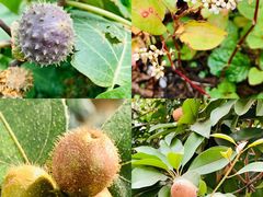 -广州神农草堂中医药博物馆