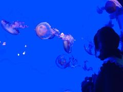 -青岛海底世界-水族馆