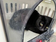 -爱侣宠医·鹦鹉专科·小型哺乳类·异宠专科(灵石路店)