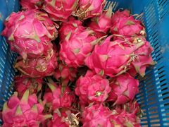 -海上花岛玫瑰园采摘