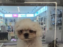 -翊宠yipet猫狗购宠庄园犬舍•猫舍