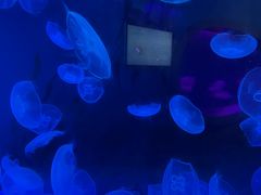 -泉城欧乐堡海洋极地世界