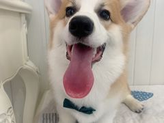 -BABYDOG宝贝狗宠物乐园(欧洲城店)