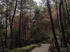 -铁山坪森林公园