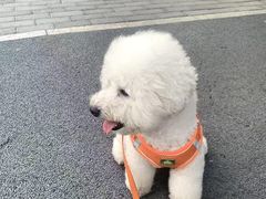 -博特宠物医院24h犬猫全科.骨科·异宠