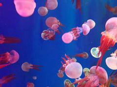 -成都浩海立方海洋公园