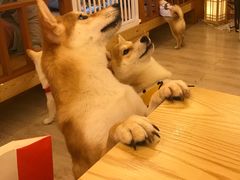 -豆柴町-柴犬主题狗咖(红鼎国际C座店)